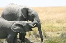 Elefanten in der Serengeti